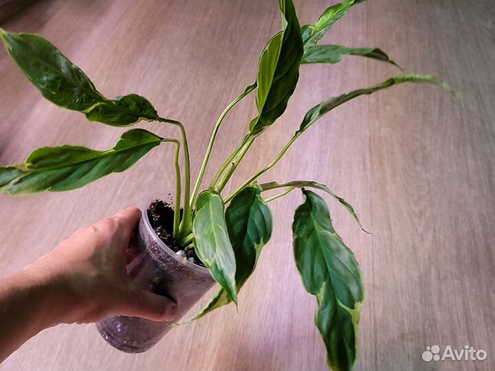 Замиокулькас, каладиум, спатифилум