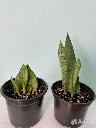 Домашние растения