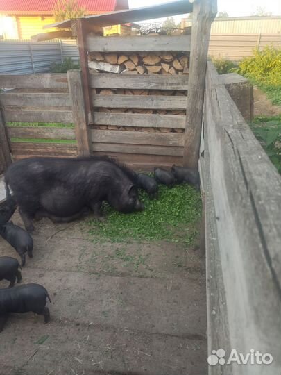Вьетнамские поросята 3 мес