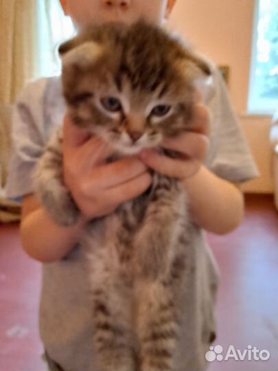 Котята от вислоухой кошки