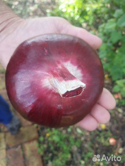 Семена ялтинского лука