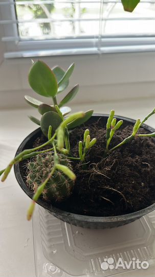 Набор для создания флорариума с суккулентами