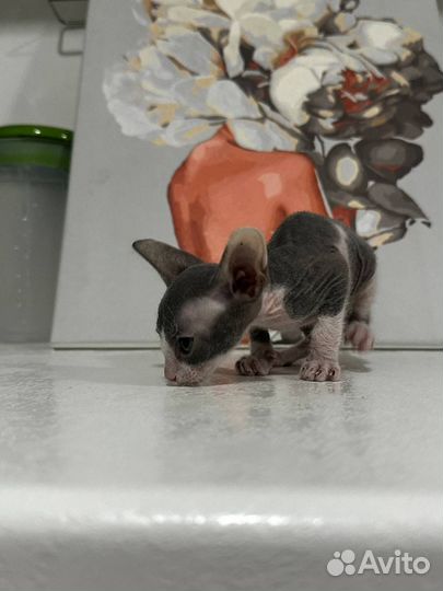 Два донских сфинкса