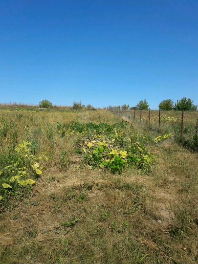 Участок 21 сот. (ИЖС)