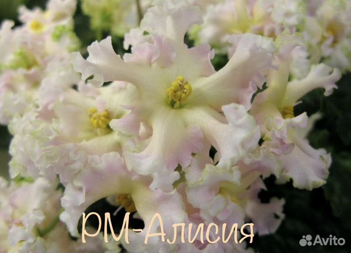 Рм-Алисия (детка фиалки)