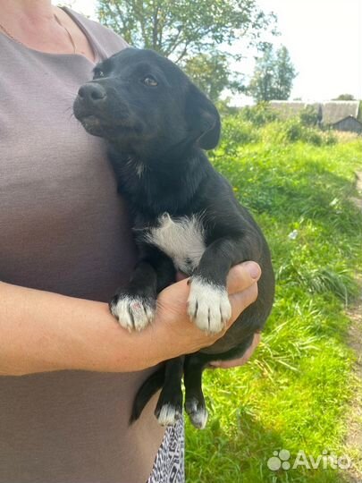 Щенки в добрые руки