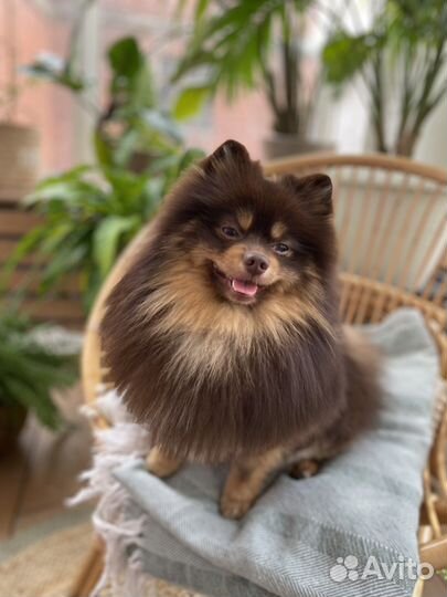 Померанский шпиц вязка кобель