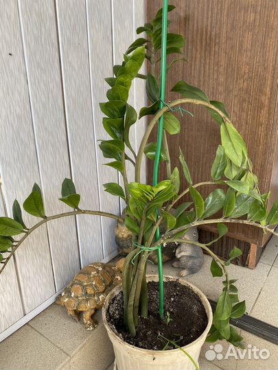 Замиокулькас