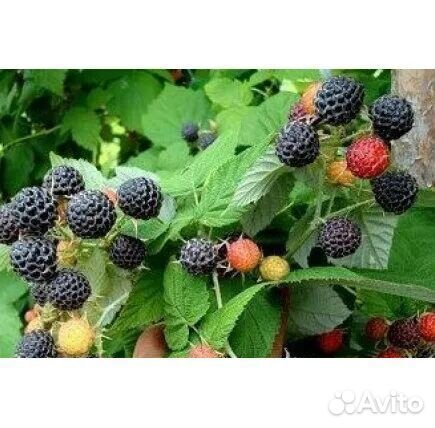 Черная малина