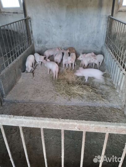 Поросята