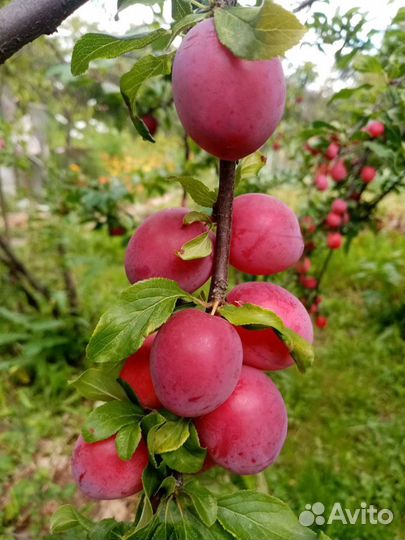 Саженцы плодовых и ягодных