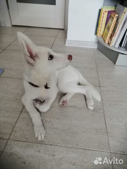 Щенок девочка в добрые руки бесплатно