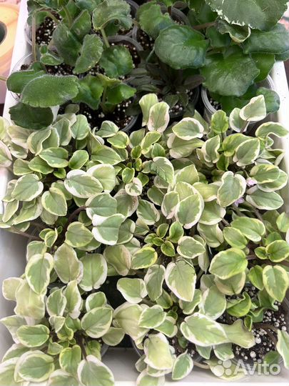 Детки сортовых фиалок