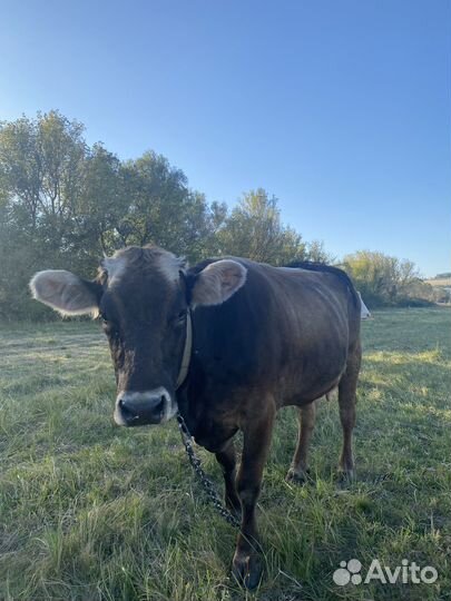 Корова дойная бурая швицкая