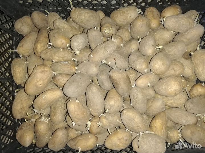 Семенной картофель
