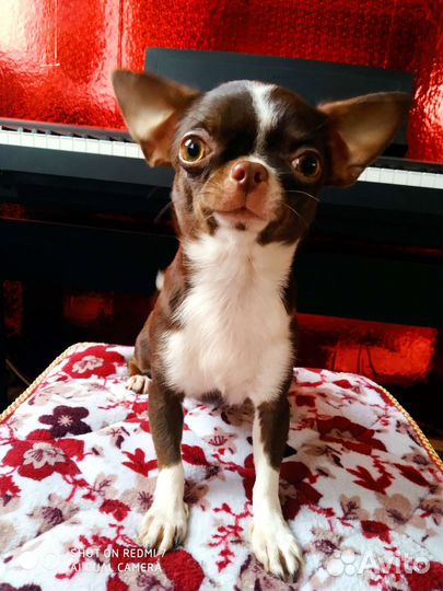 Чихуахуа супер мини девочка РКФ