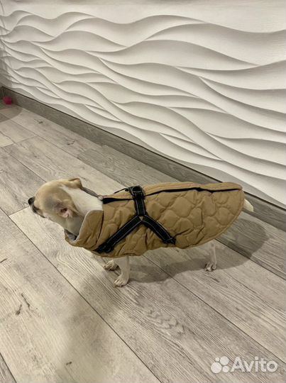 Жилетка для собак