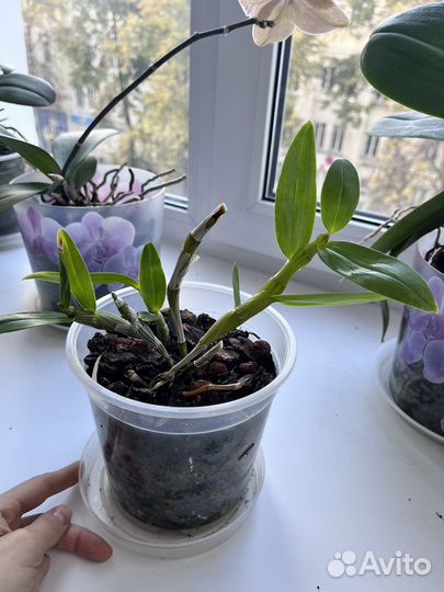 Дендробиум белый