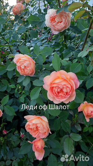 Розы. Корнесобственные саженцы