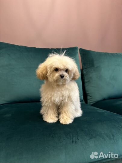 Мальтипу Экстра Micro из Кореи