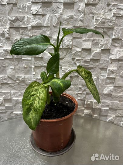 Диффенбахия