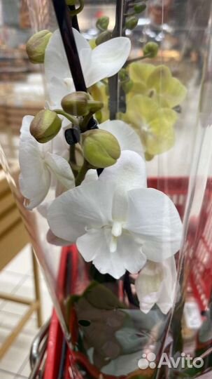 Орхидеи биглип