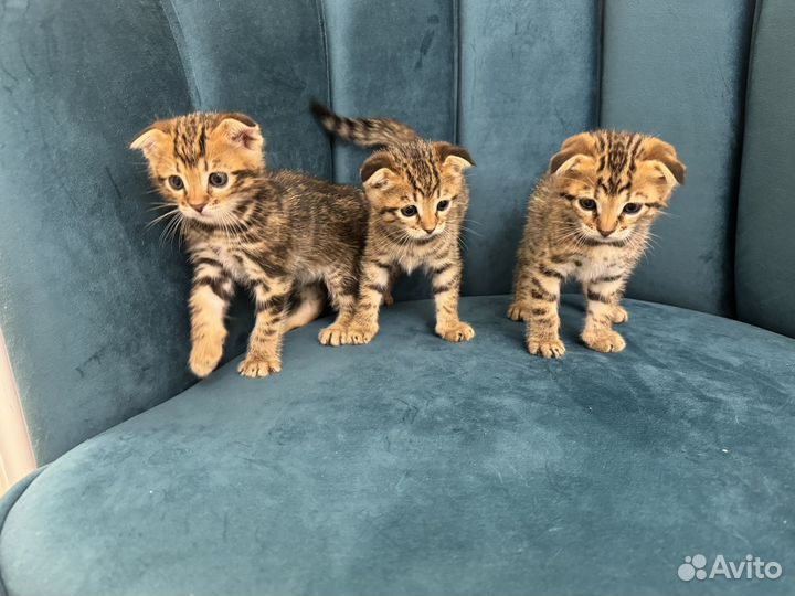 Котята в добрые руки даром