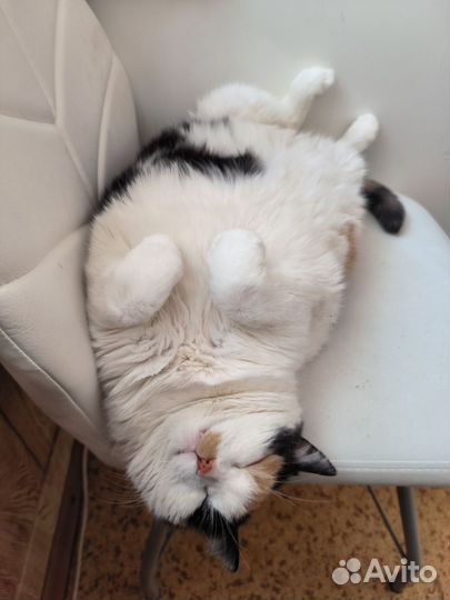 Кошка Кнопа