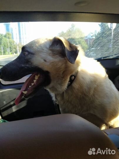 Джери ищет семью