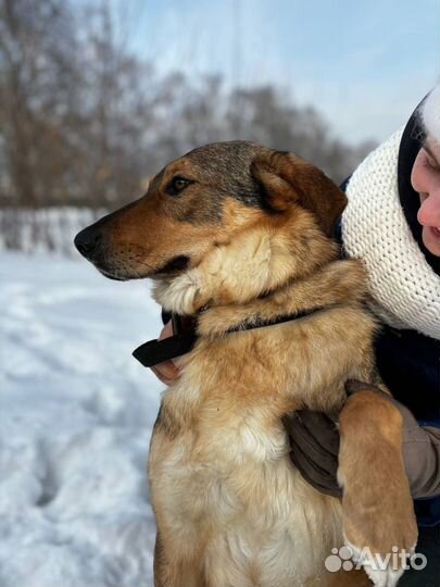 Собака в добрые руки бесплатно ищет дом из приюта