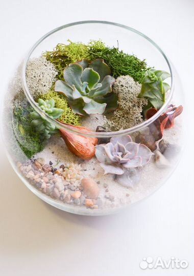 Суккуленты. Флорариум