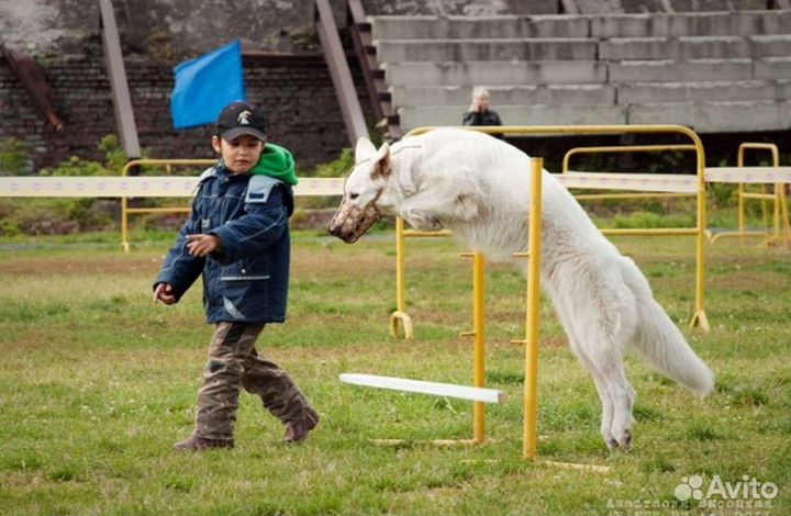 Воспитание и дрессировка собак, коррекция, передер
