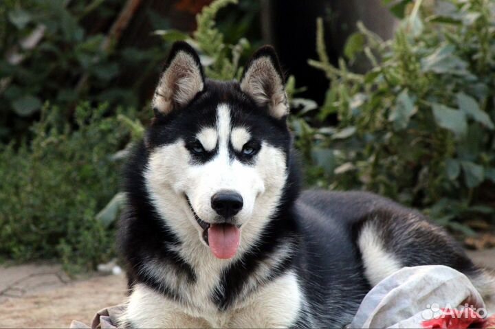 Щенок хаски