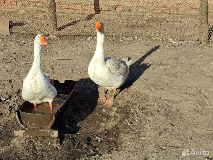 Гусята подрощенные