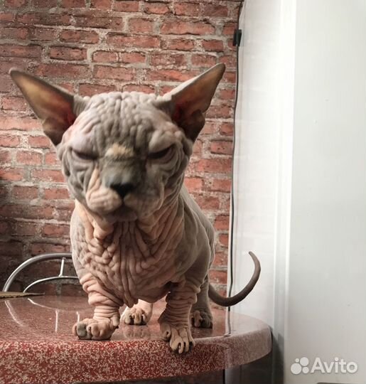 Канадский сфинкс минисфинкс бамбино девочка