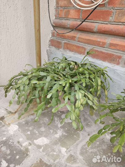 Домашние растения цветы