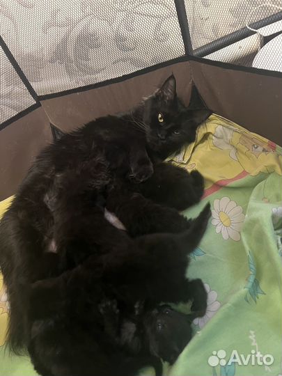 Котята мейн-кун