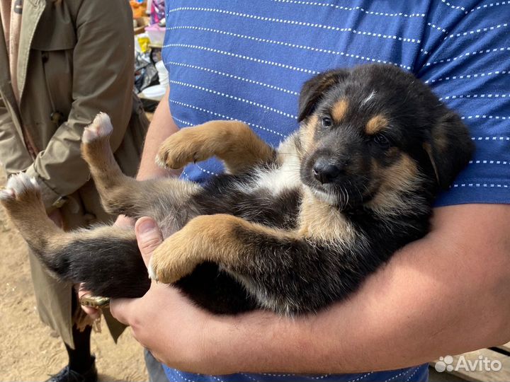 Прекрасные щеночки в хорошие руки