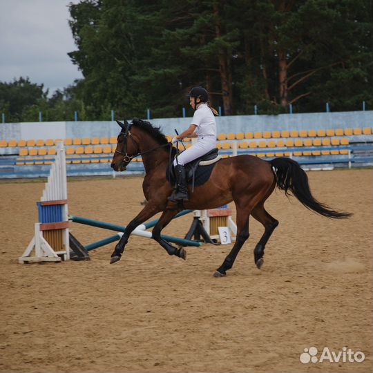Лошадь в аренду