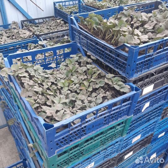 Рассадка клубники