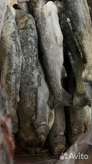 Форель радужная 400+