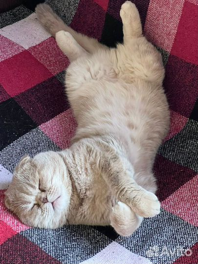 Британский кот