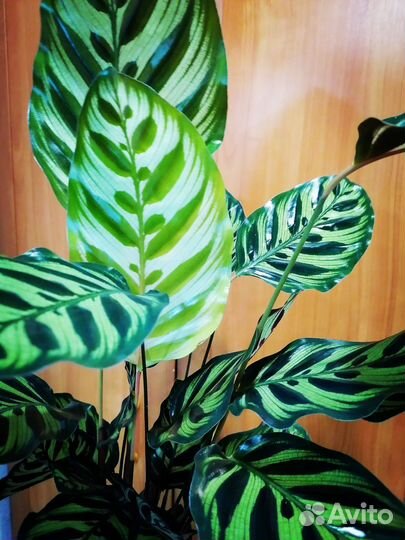 Калатея Макояна, на Подарок
