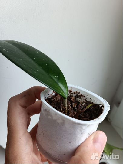 Хойя карноза, Церопегия Вуда, Алоказия Бамбино