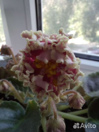 Живой подарок фиалка Ко Орловчанка