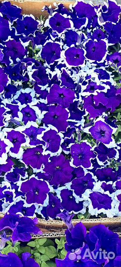 Петуния оптом