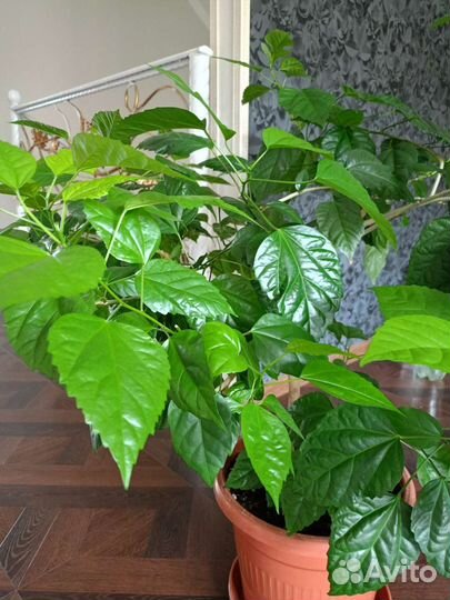 Гибискус китайская роза