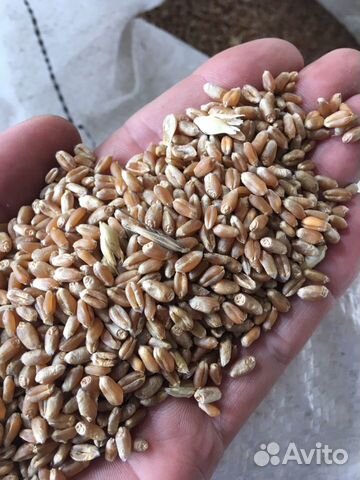 Пшеница, ячмень, овес