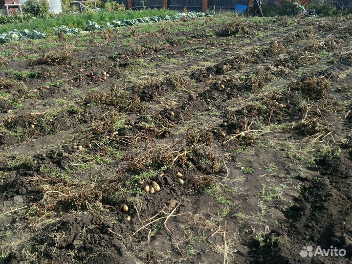 Помощь на даче и огороде, копка картофеля, уборка