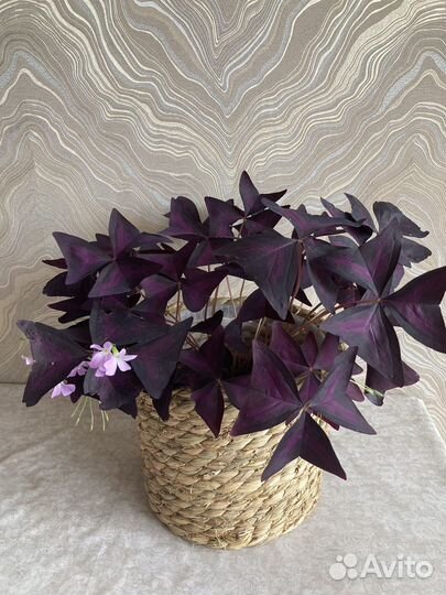 Кислица фиолетовая,Оксалис